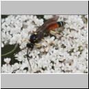 Ctenichneumon panzeri - Schlupfwespe m04b 14mm - OS-Wallenhorst Sandgrube det06.jpg